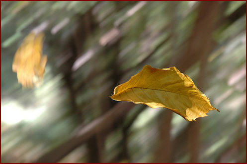 foglie-al-vento(4)